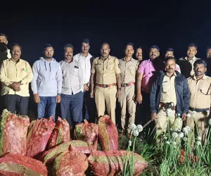 धाराशिव जिल्ह्यात पुन्हा अफूच्या शेतीवर छापा