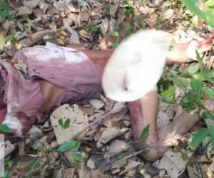 वाघाच्या हल्ल्यात शेतकरी ठार