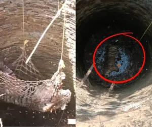 शिकारच्या शोधात वाघाचा विहीरीत पडून मृत्यू