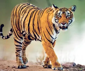 वाघाच्या हल्ल्यात सहा वर्षीय प्रज्वलचा मृत्यू 