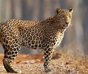 पाचोरा-हडसन रस्त्यावर बिबट्याचा वावर; परिसरातील शेतकरी तसेच मजुरांनी सतर्क रहा!