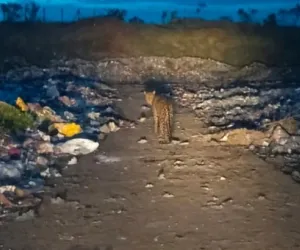 भोकरच्या कचरा डेपो वर बिबट्याचा वावर..!